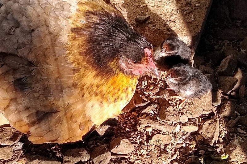 Two chicks with Mrs Cluck. (Cluck is the noise she makes to call them. That's the only time we hear it.)