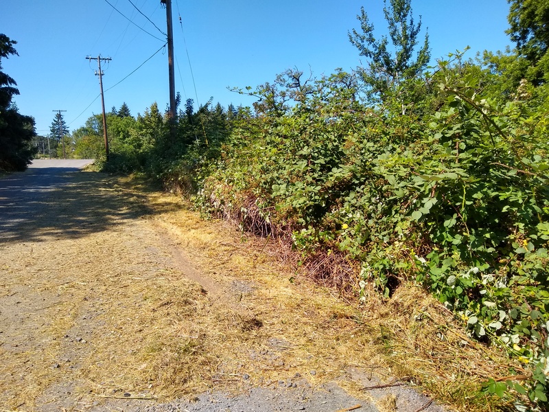 The Highway End of Rosewold Lane. Don did some mowing to push back the encroaching blackberries.