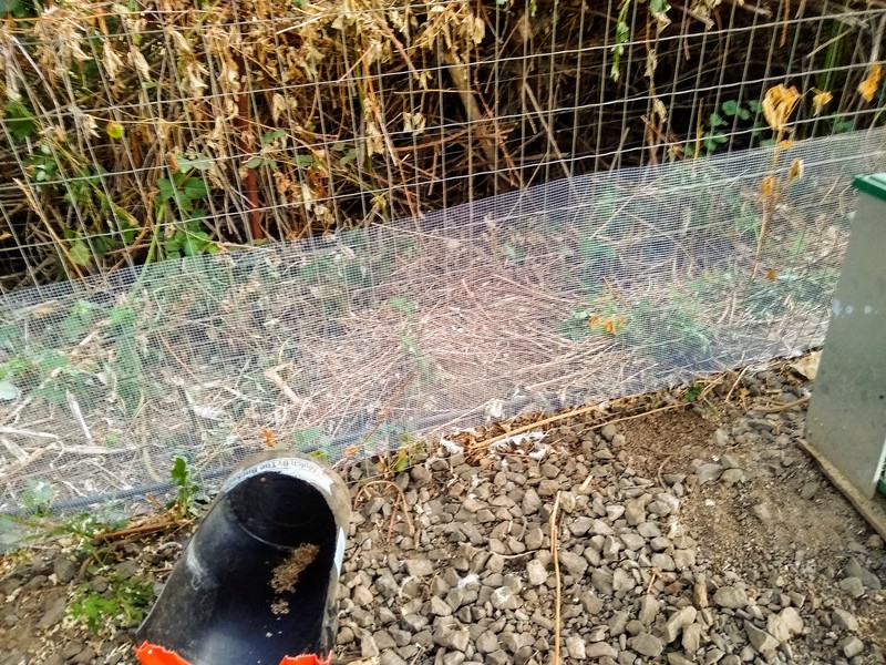 New quarter-inch "microfencing" to keep the chicks out of the blackberries.