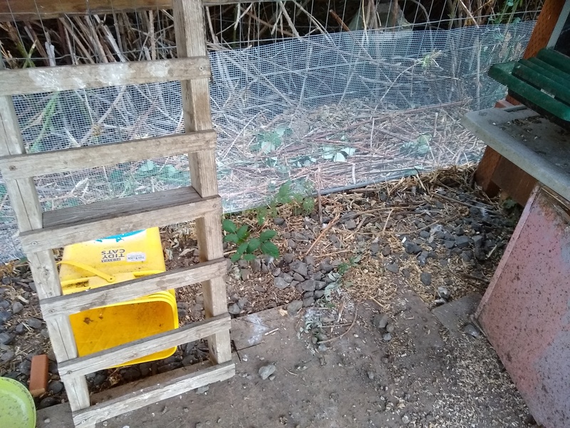 We hope the fencing will protect them but they can go through a tiny space.