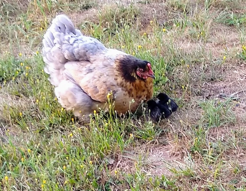 Mrs Cluck and her two chicks.