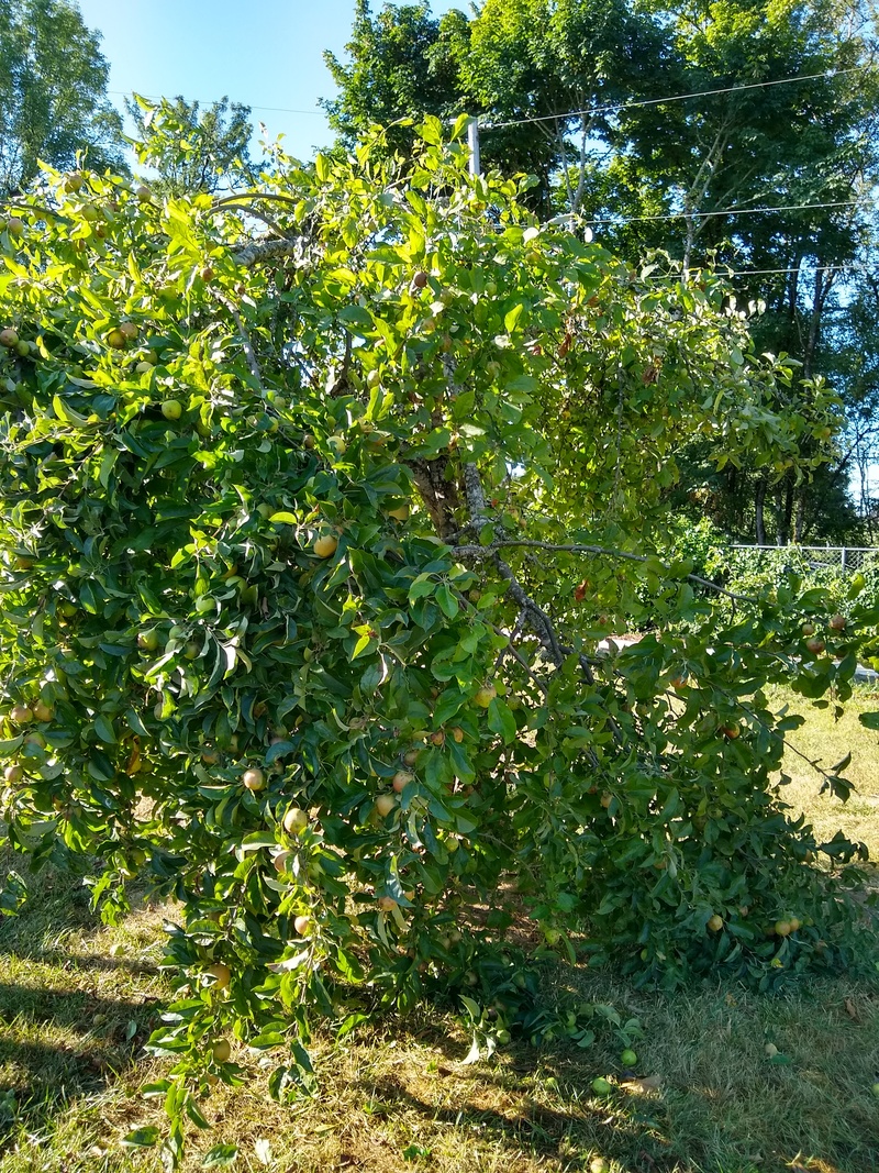 Our oldest apple tree is so laden with fruit that the branches are breaking.