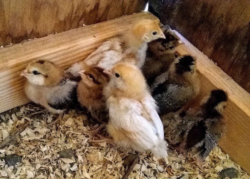 The seven baby chicks in the chick corral (the box).