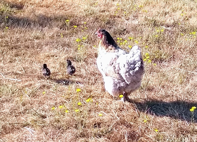 Mrs Cluck is a very attentive mother. Notice that a few days make the chicks a lot braver.