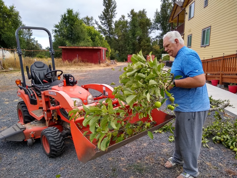 Don loads the apple branches into the tractor.
