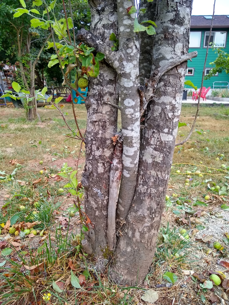The "trunk" of the Apple Tree in the picnic area. Is it worth keeping?