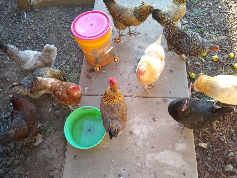 Lois thought it was funny to see a bunch of hens around the water cooler.