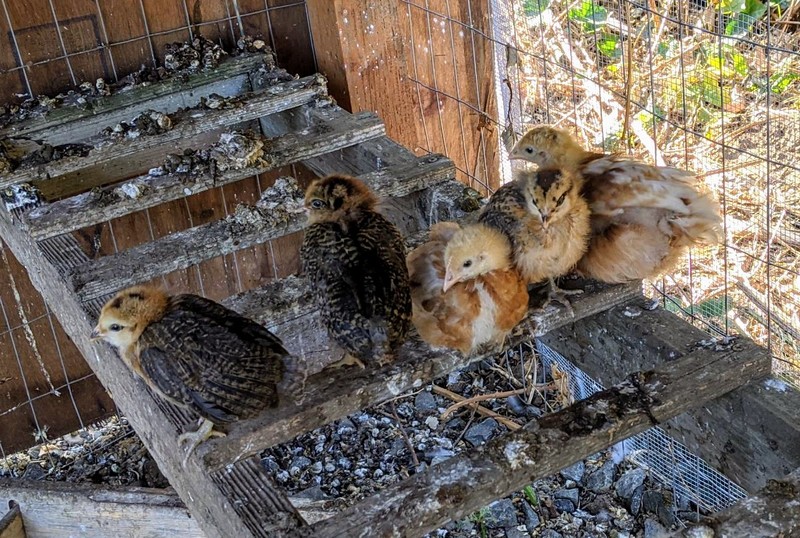The five chicklets have learned how to fly up to the lower ladder.