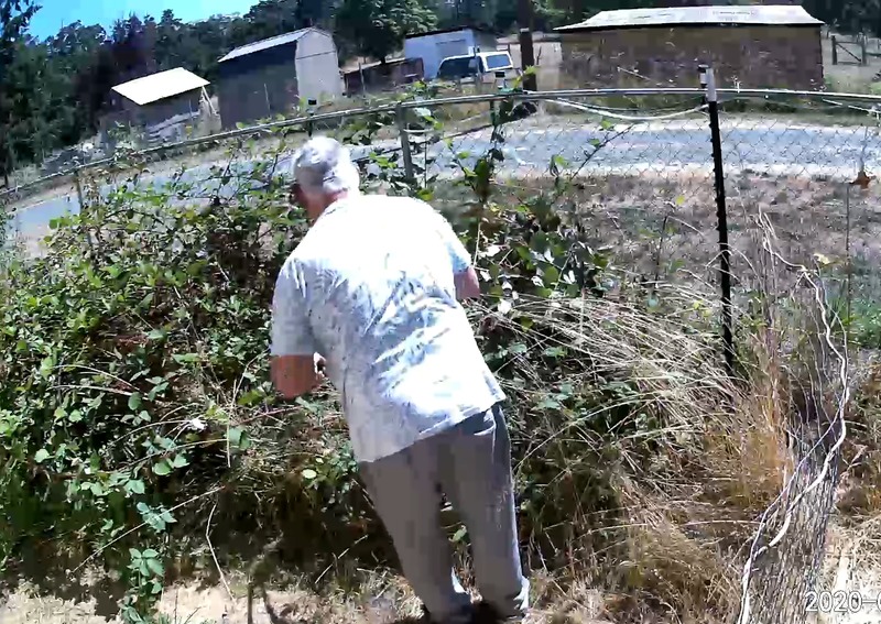 Don trimmed a ton of blackberries so there wouldn't be movement in the camera.