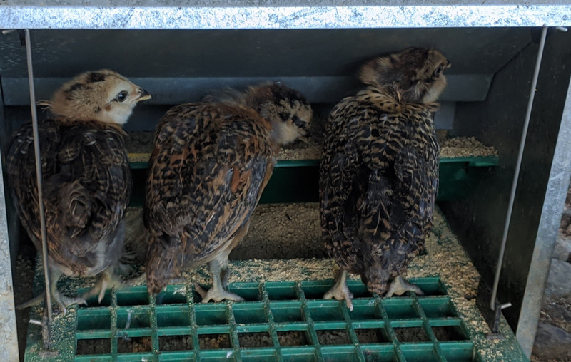 The smaller three chicklets eating lunch.