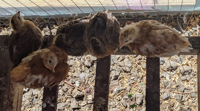 All five chicklets lounging on the suspended ladder.