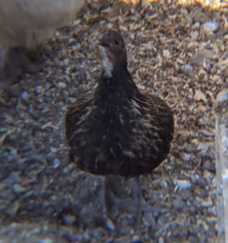 One of Poly's chicks.