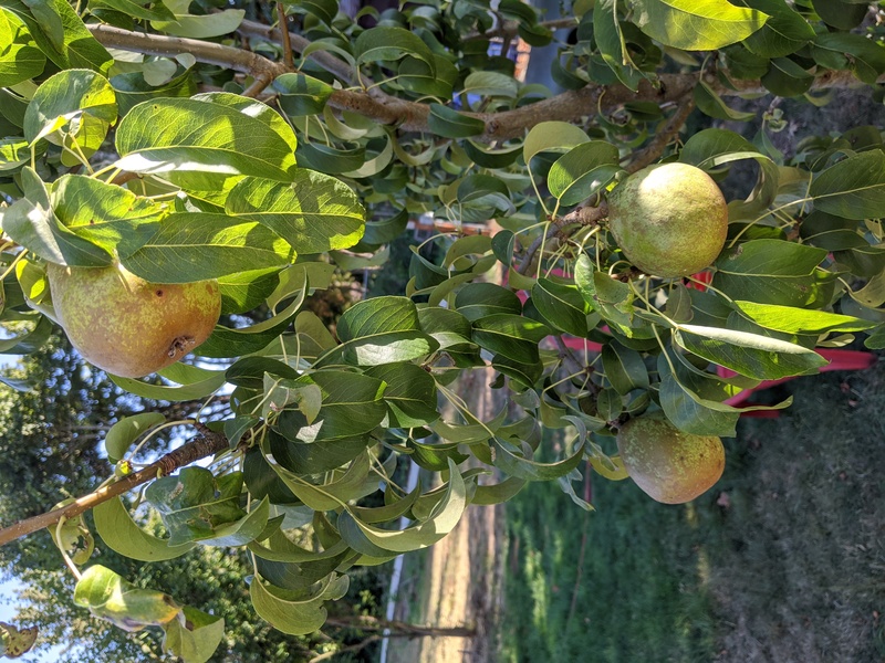 First crop of pears. They are still hard like a rock.