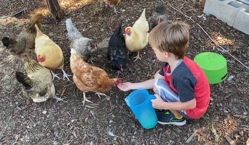 Visitor feeds the eager chickens.