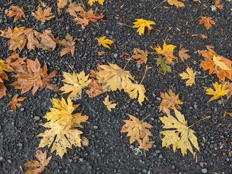 Fall leaves.