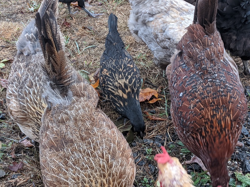 Lois loves the feather patterns and colors of chickens. The darker middle one is one of the twins. A Rosewold original hybrid.