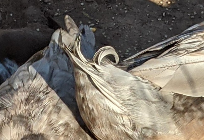 Here is an example of a male duck tail. Notice the curl.
