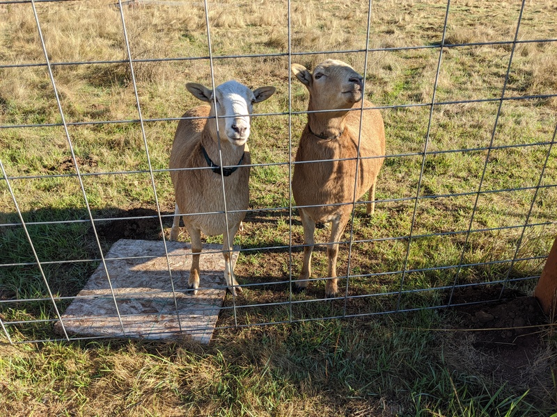 Our sheep Sandy and Rosie waiting to be feed.