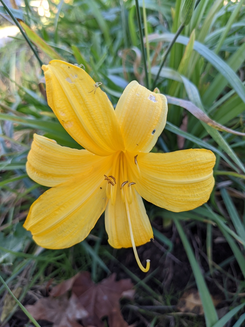 Yellow Lily that my neighbor game me in the Spring or Summer and that finally bloomed.
