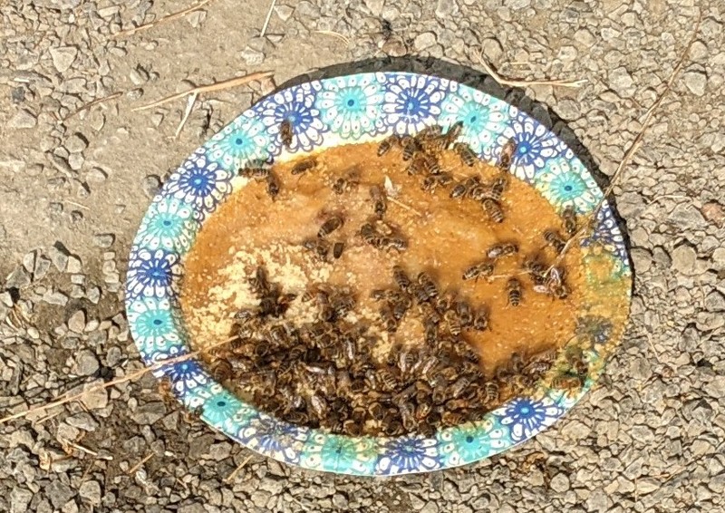 The bees love the wax and honey dregs that Lois gave them.