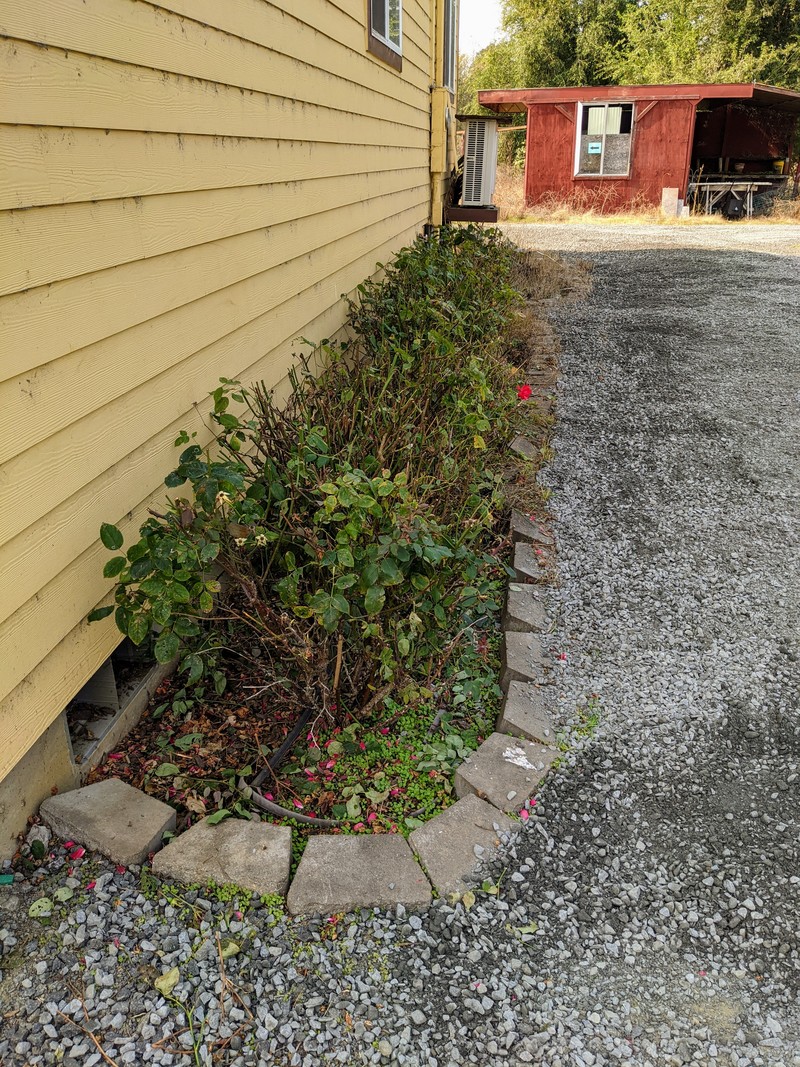 Lois trimmed the roses and raked gravel along the edges.