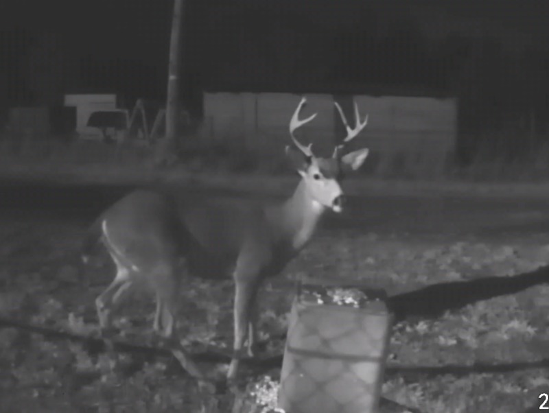 Lois absolutely loved the picture she got off the buck on our WYZE security camera. She put corn on the ground and stump to get them to head to the salt lick.