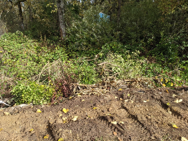 Dumping ground for tree trimmings.