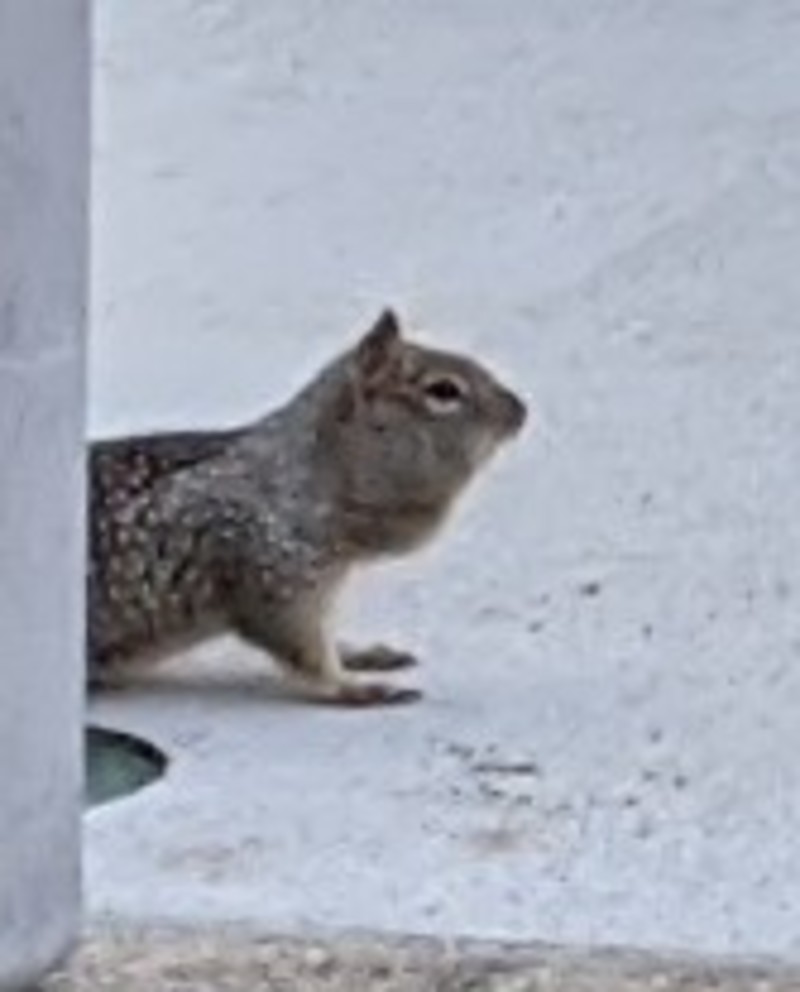 This squirrel is packing away too much chicken feed.