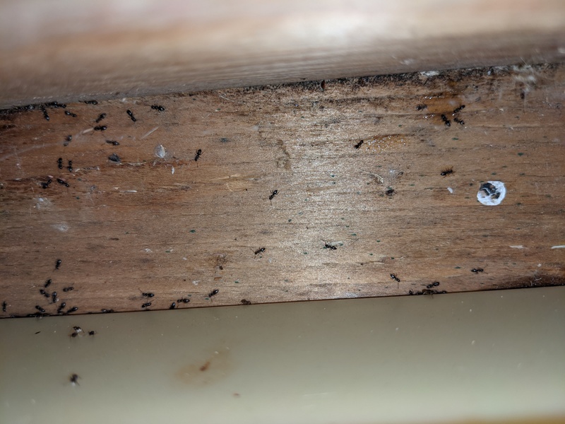 We noticed that there are a lot of ants in the hive.