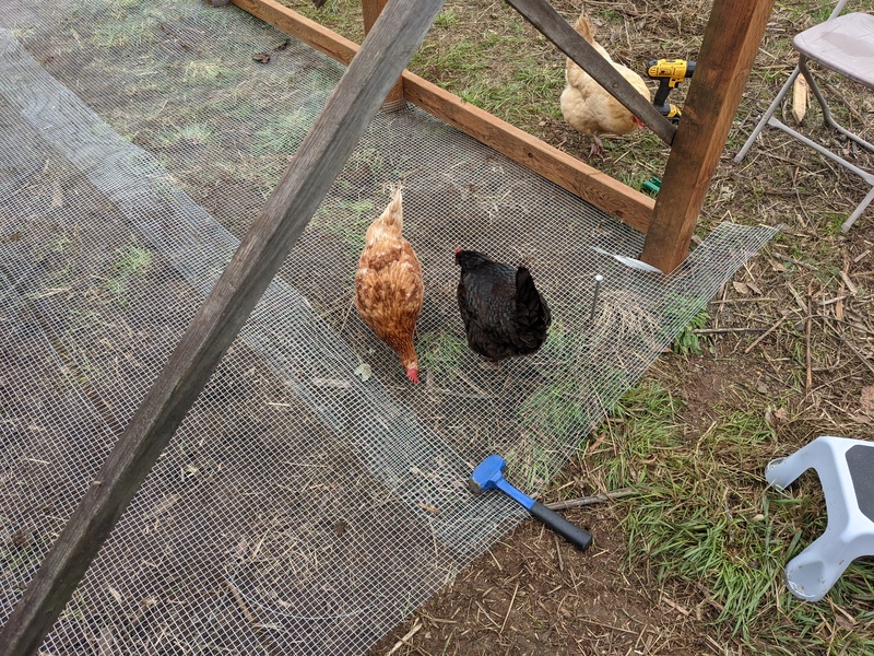 The hens always like to be with us.