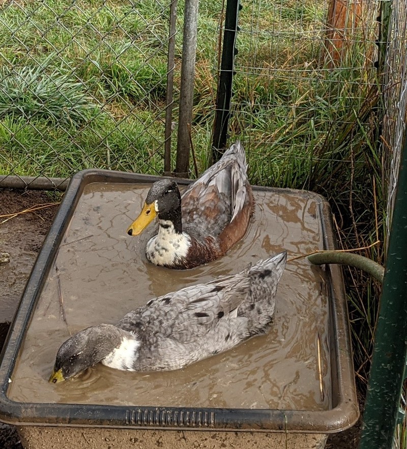 I don't understand why ducks like to dirty their water so much.