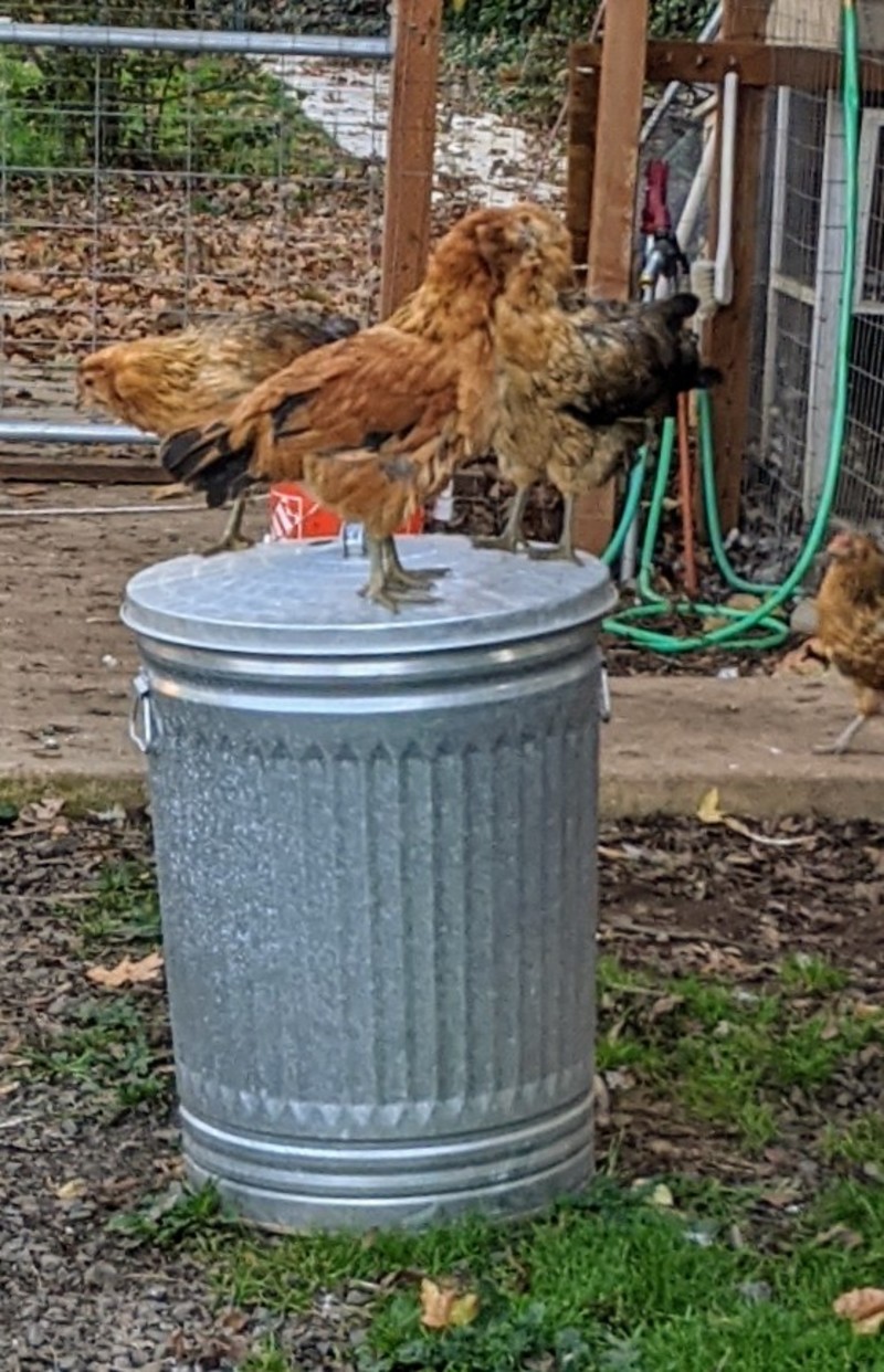 The chicklets like to stand on the garbage can.