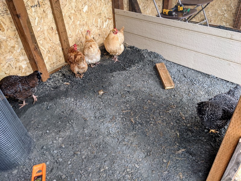 The hens love to be with us and see what is going on.