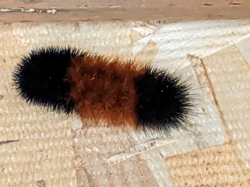 A wooly bear has moved into the Chickery.