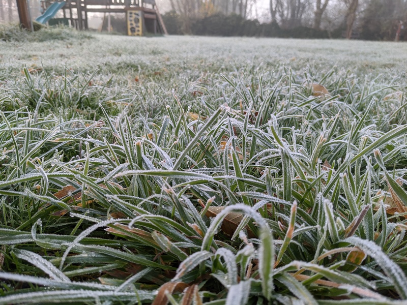 Frost on the grass one morning.
