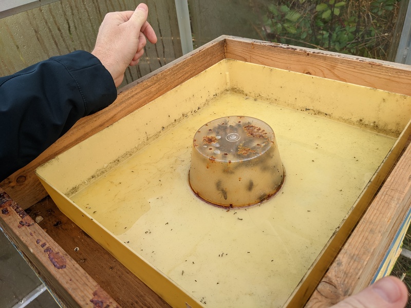 The tray had started growing mold. Mold and bees are not good together.