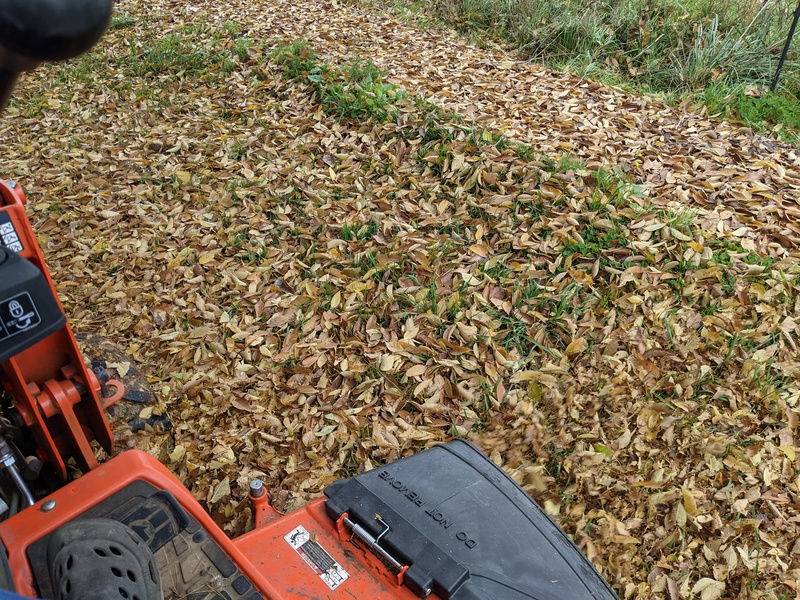 Lois mows mostly to move the dried leaves.
