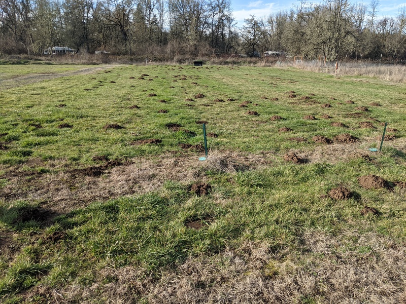 Do you think we have enough molehills? Unfortunately it is also our drainfield, so blowing up isn't a good idea.