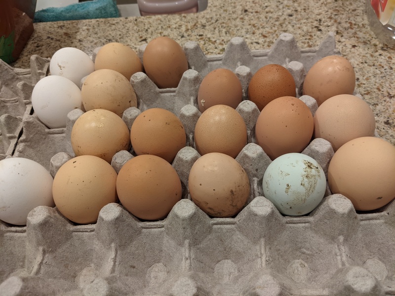 I think we got a newbie layer blue egg. Not sure who laid it.