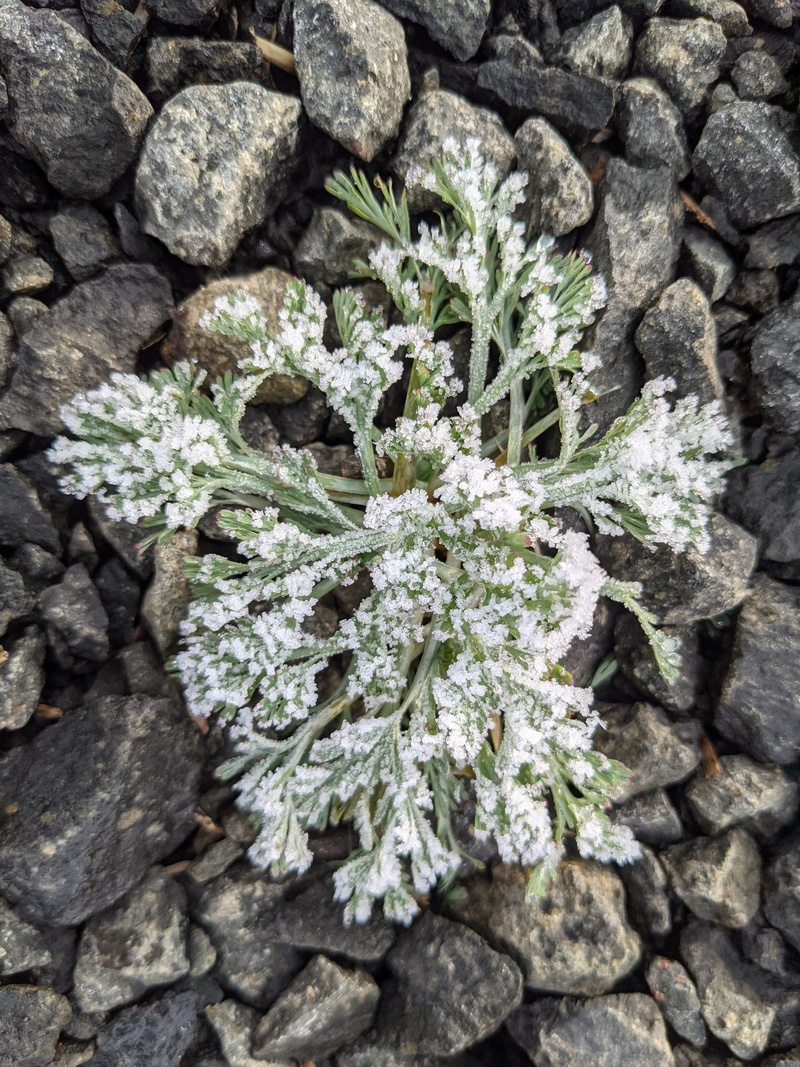 Pretty weeds with heavy frost.