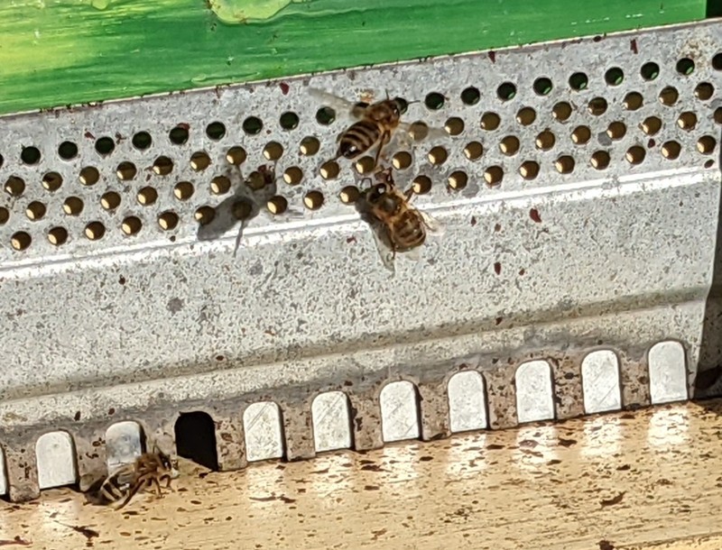 Our bees are active. In January. We are amazed.
