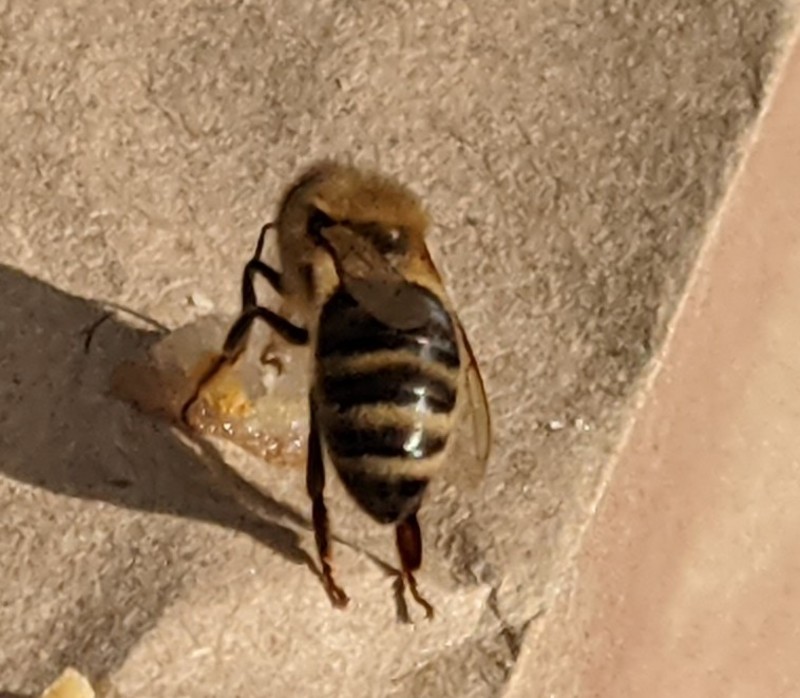 Bees are active. In January. We are amazed.