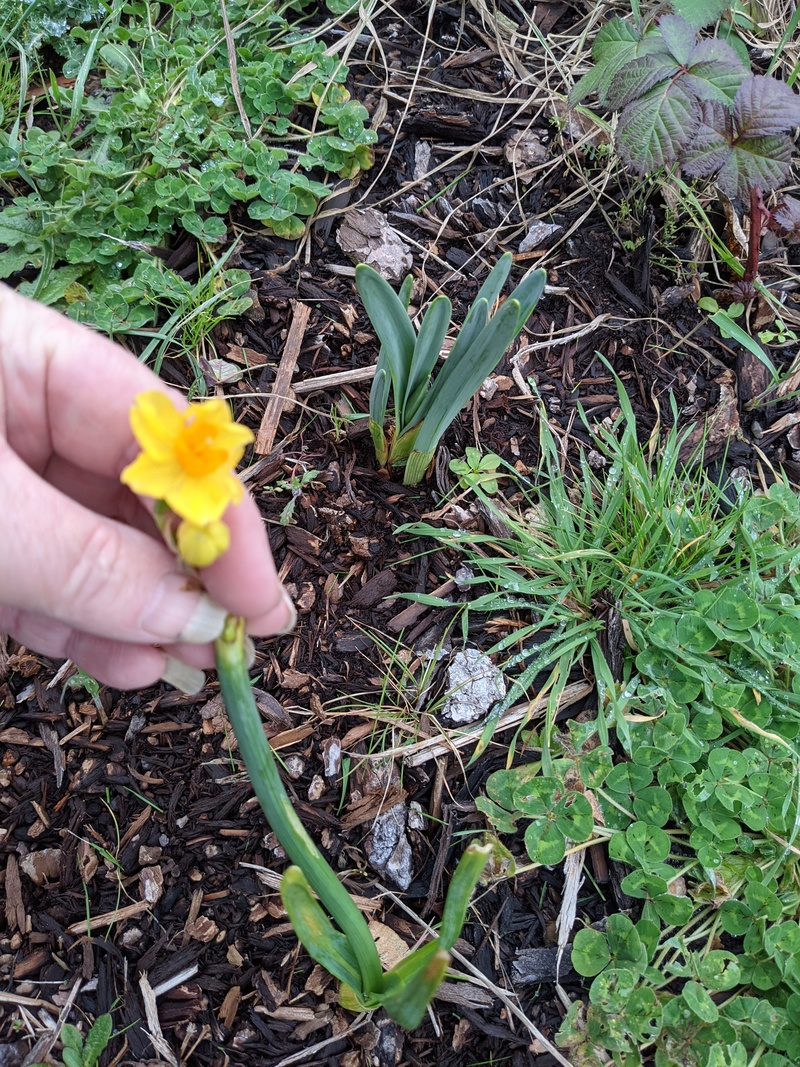 The first flower of spring.