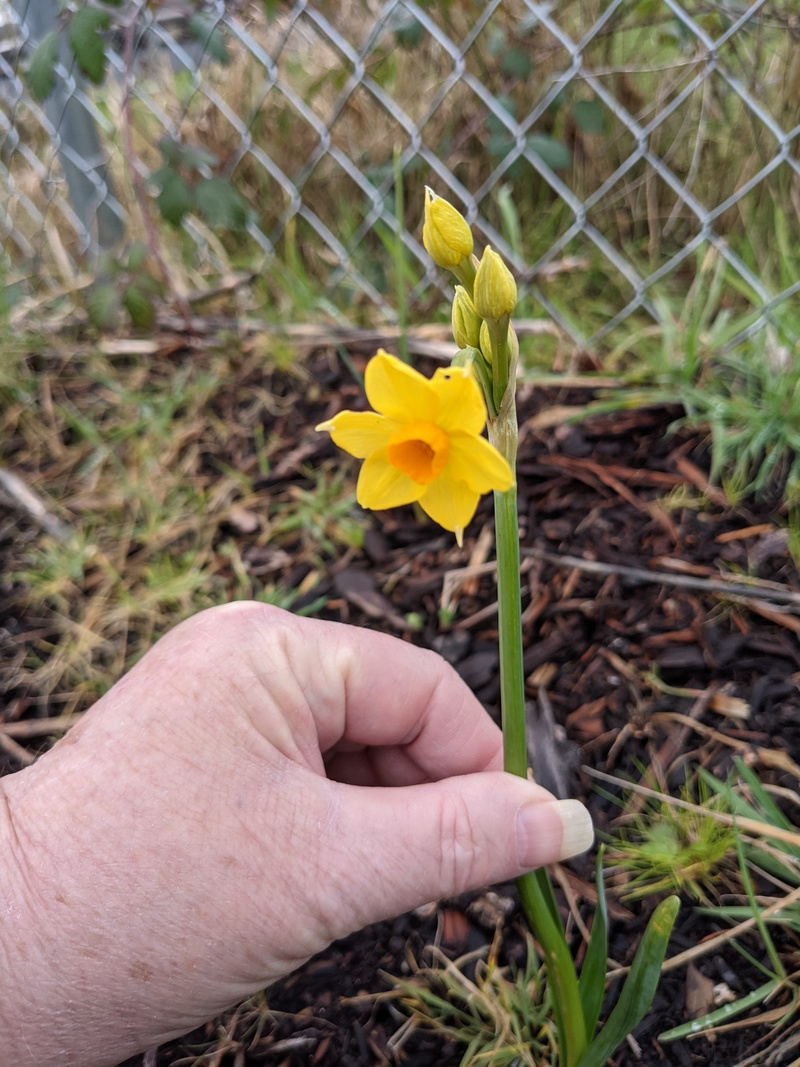 Rosewold's second flower of Spring. It is so cute.
