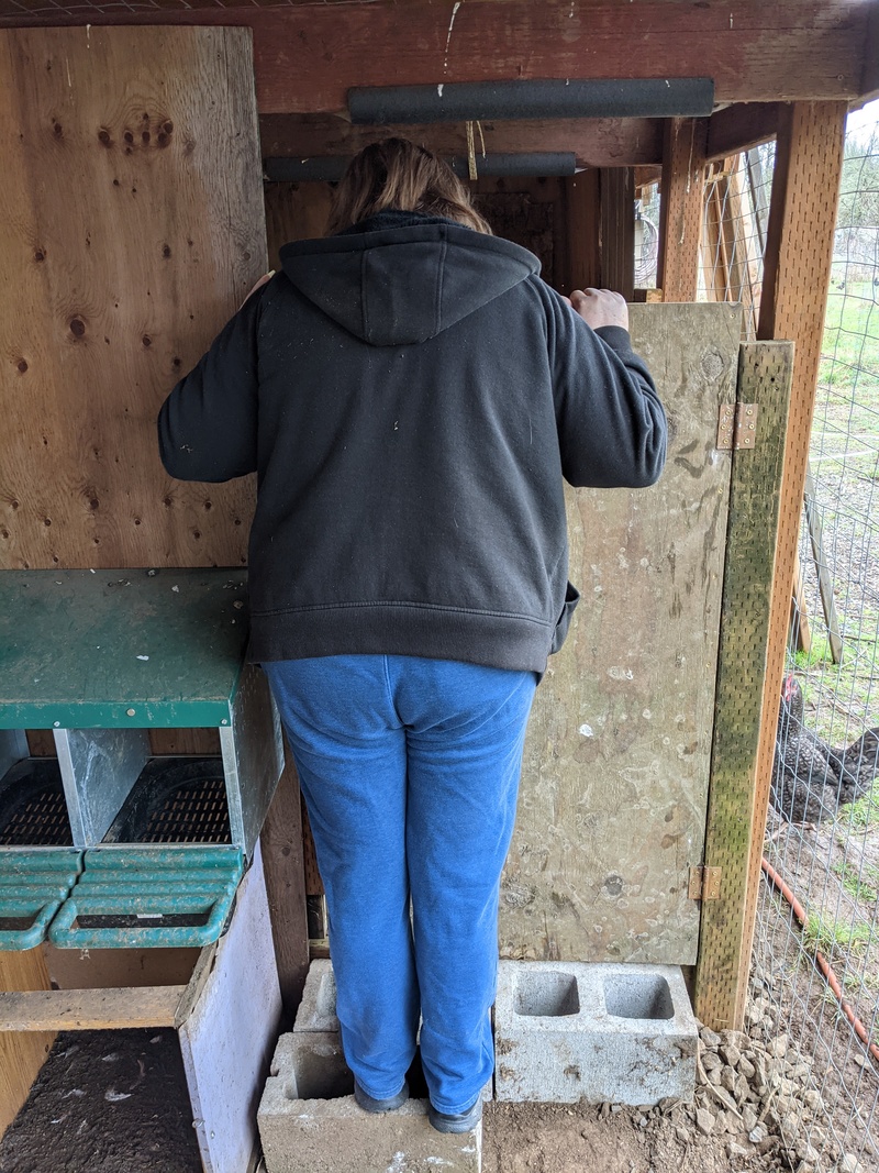 Lois stands on the blocks to peer over the door at imagined future pullets.