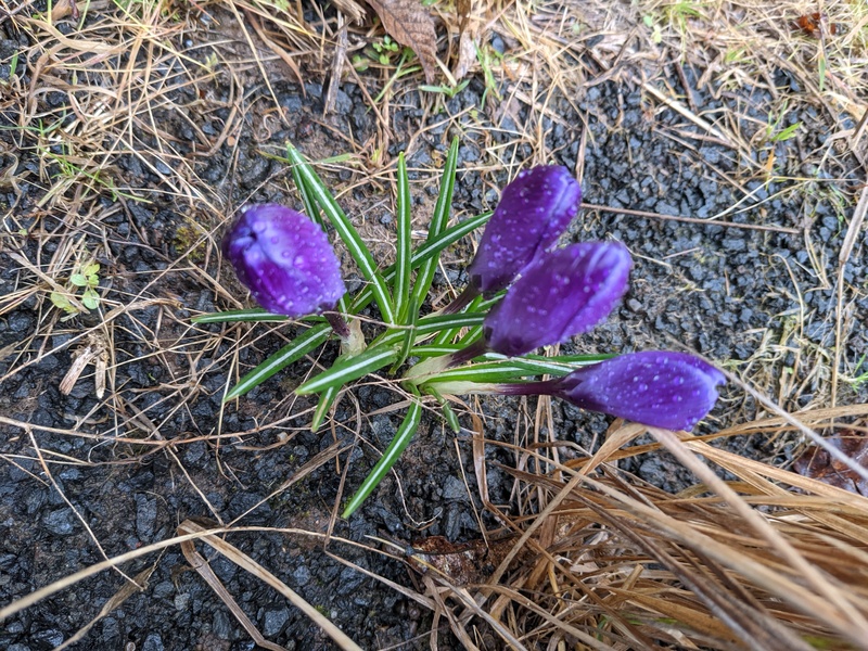 The crocuses in the pathways where they shouldn't be are fun.