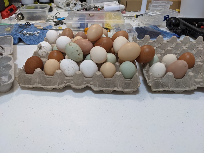 Calvin decided to help us by piling all the eggs into a pile. Now we don't know how old they are but we know they are all within the past five days.