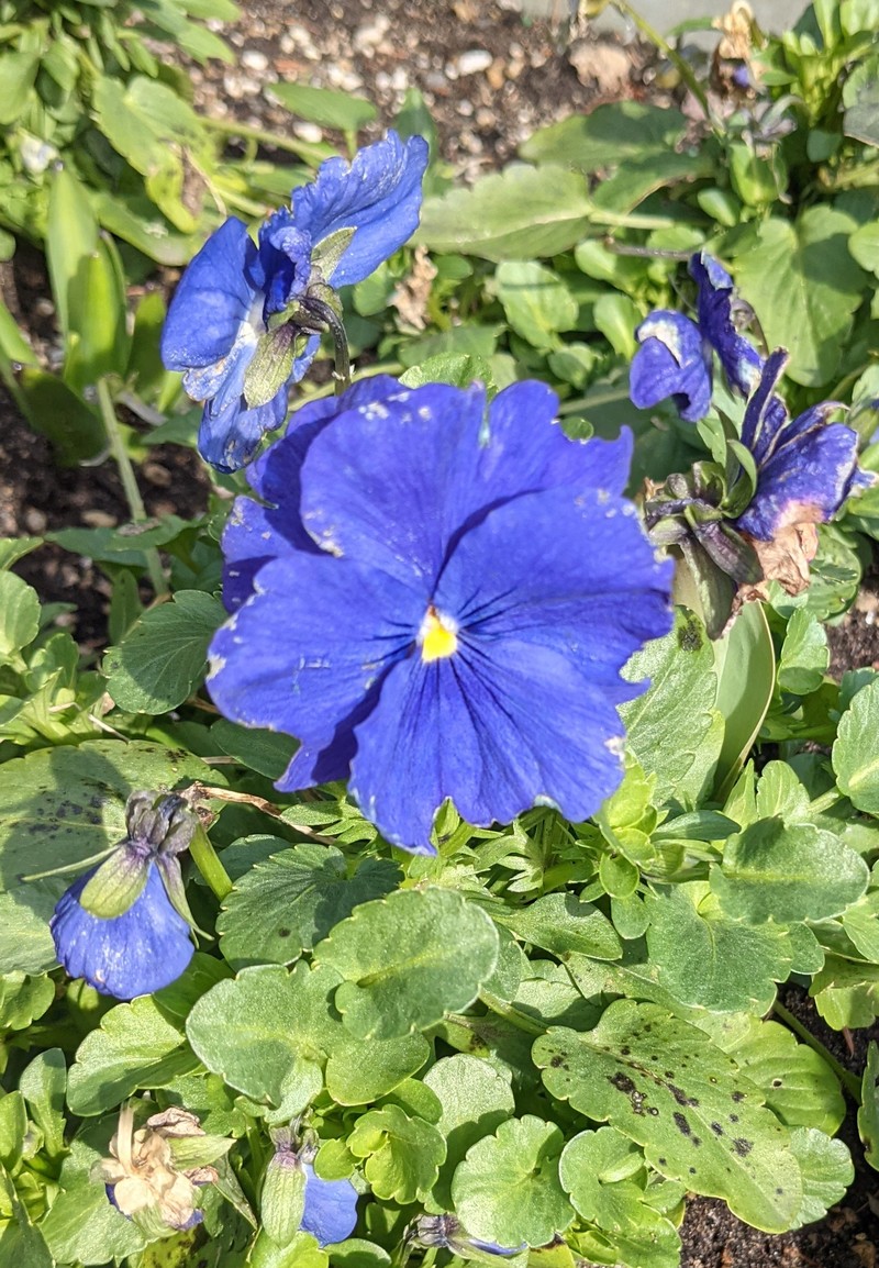 The pansies at the temple were weather beaten but delightful to see.