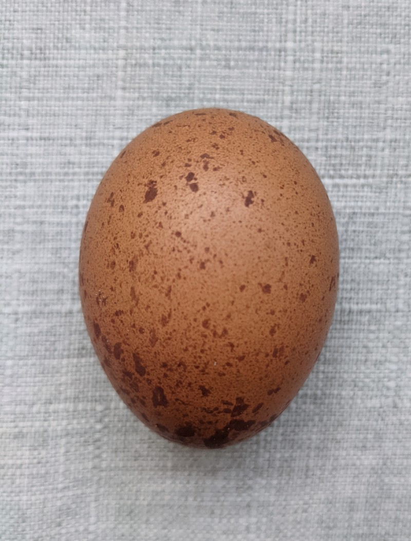 This is one cute speckled egg.