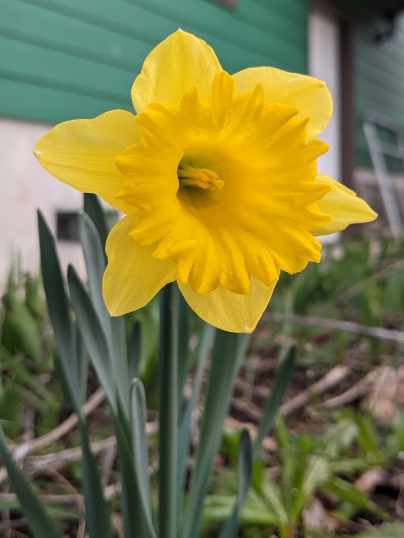 A couple of king daffodils have bloomed.
